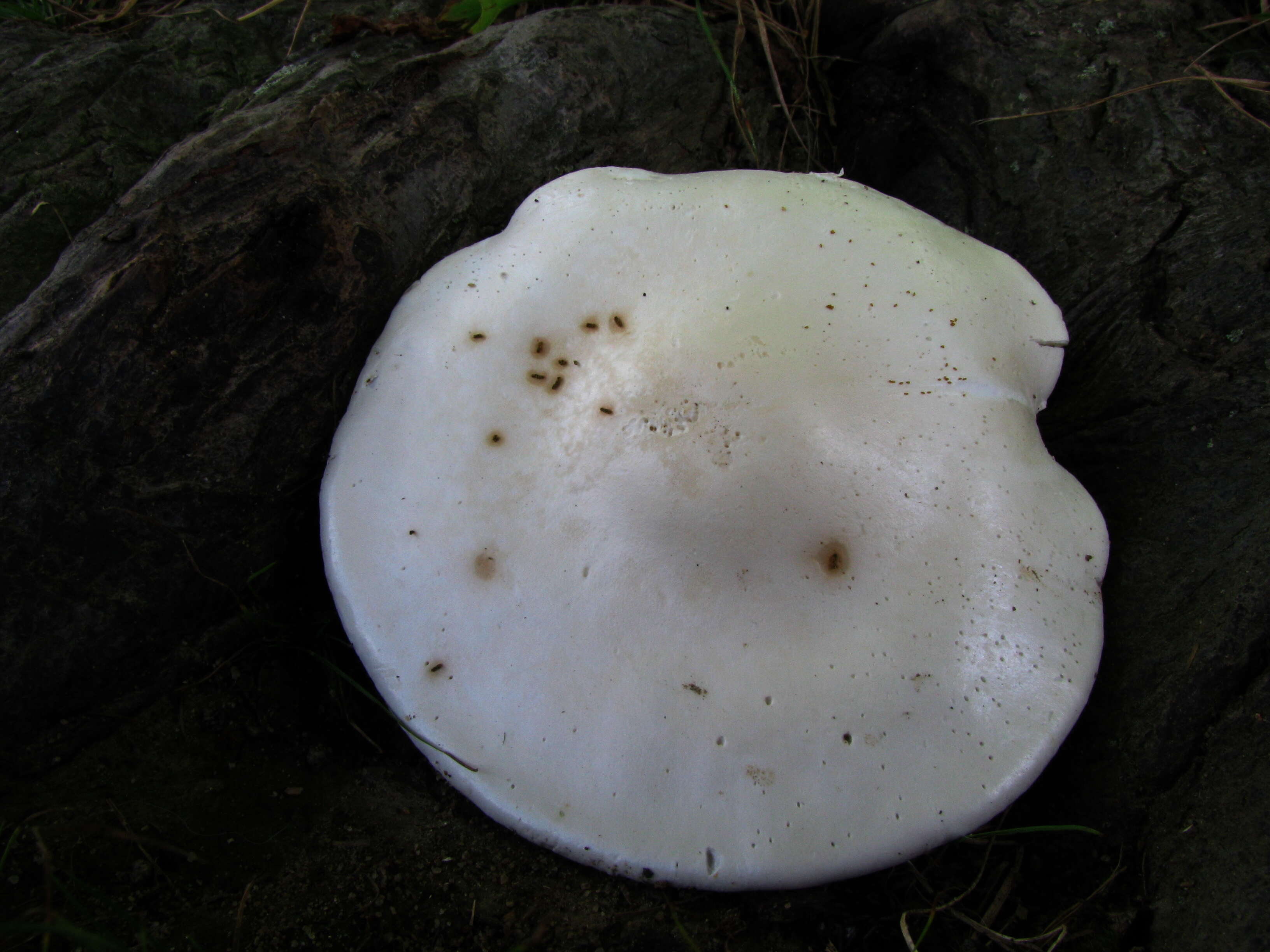 Image of Sweetbread mushroom