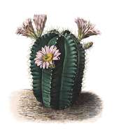 Image of Echinocereus knippelianus Liebm.