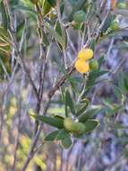 Image of Leucopogon australis R. Br.