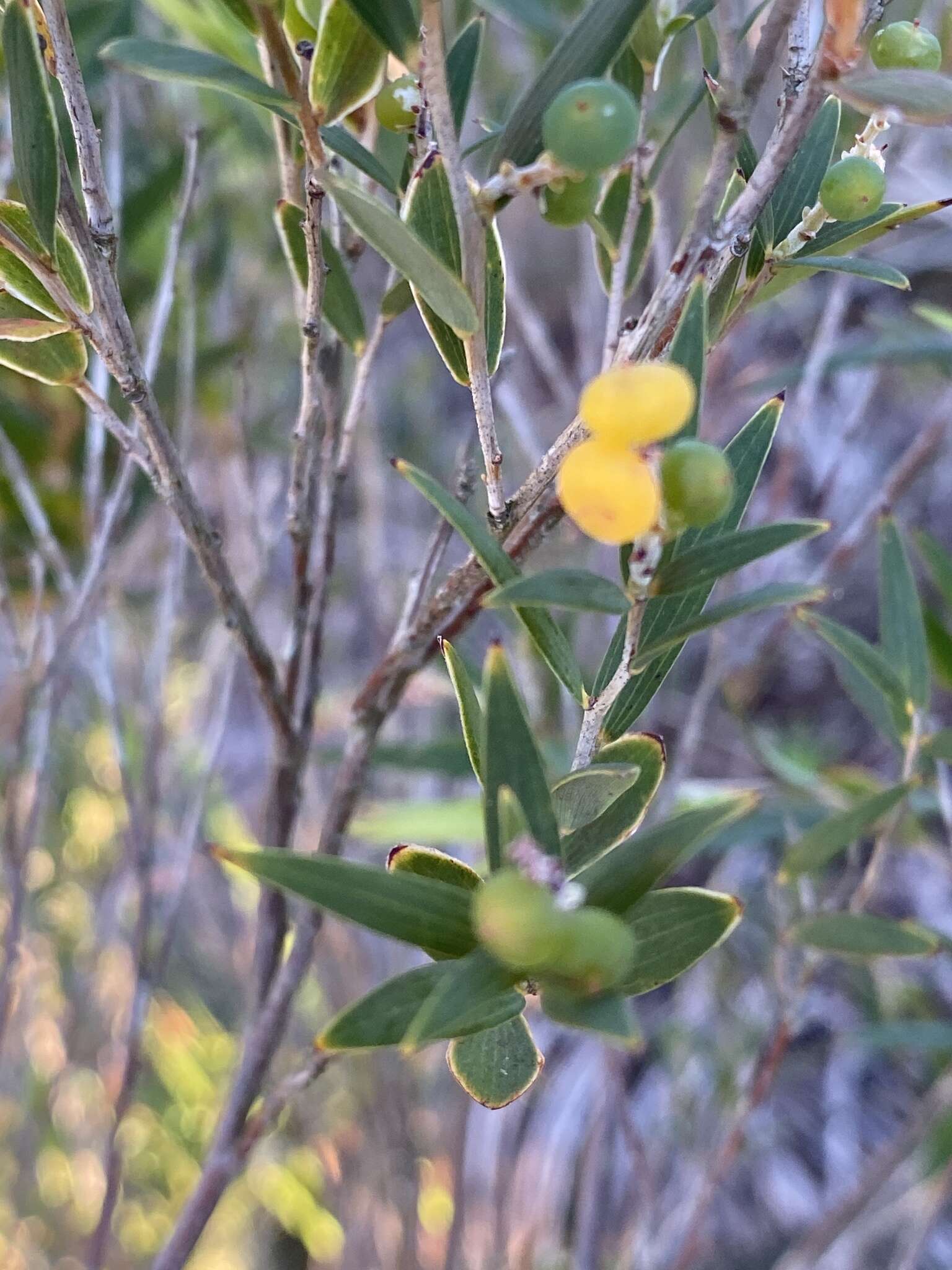 Image of Leucopogon australis R. Br.