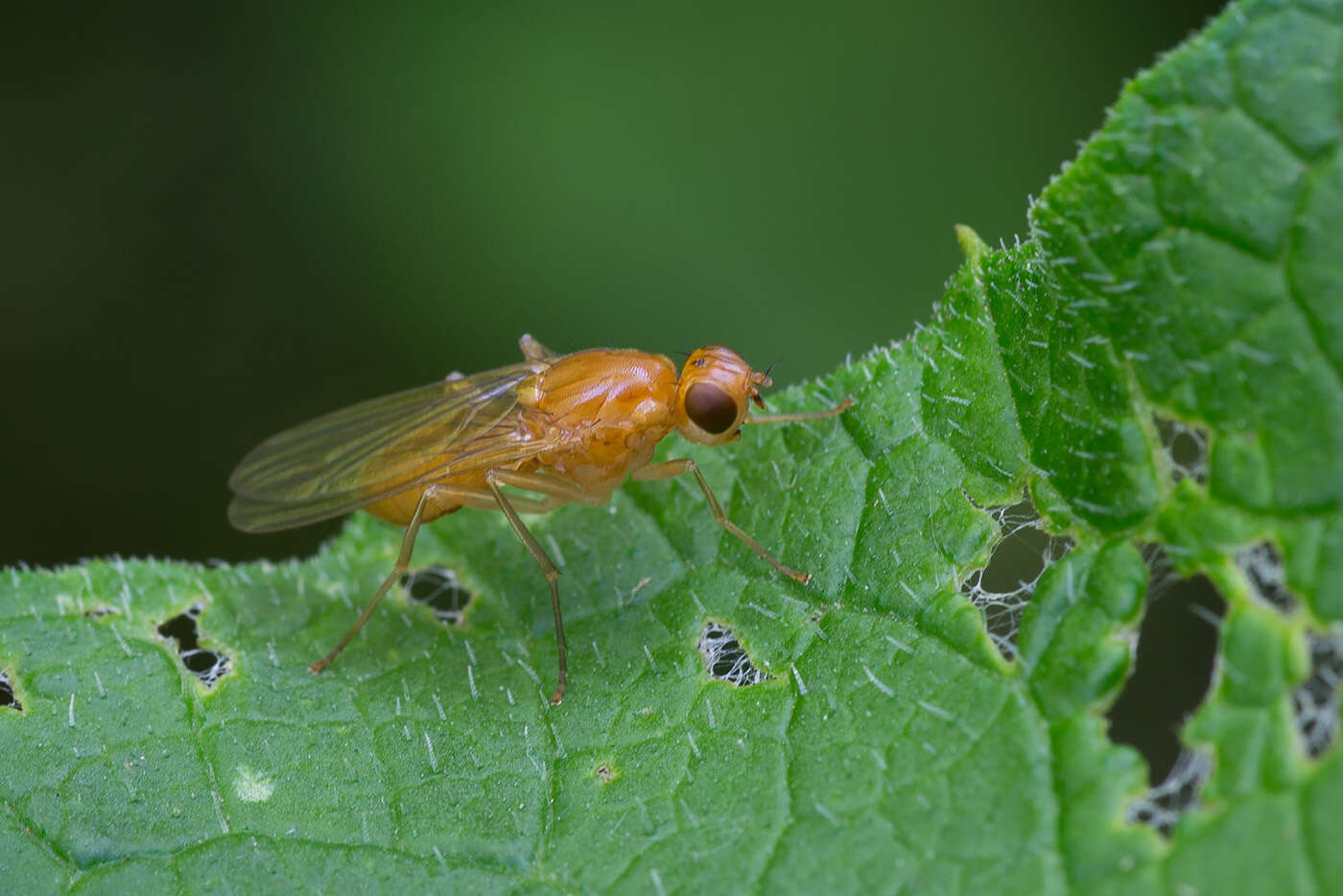 Imagem de Psila fimetaria (Linnaeus 1761)