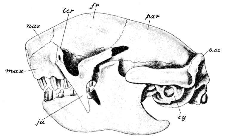 Image of three-toed sloths