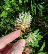 Image of arrowleaf clover