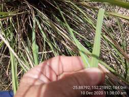 Plancia ëd Themeda avenacea (F. Muell.) T. Durand & B. D. Jacks.