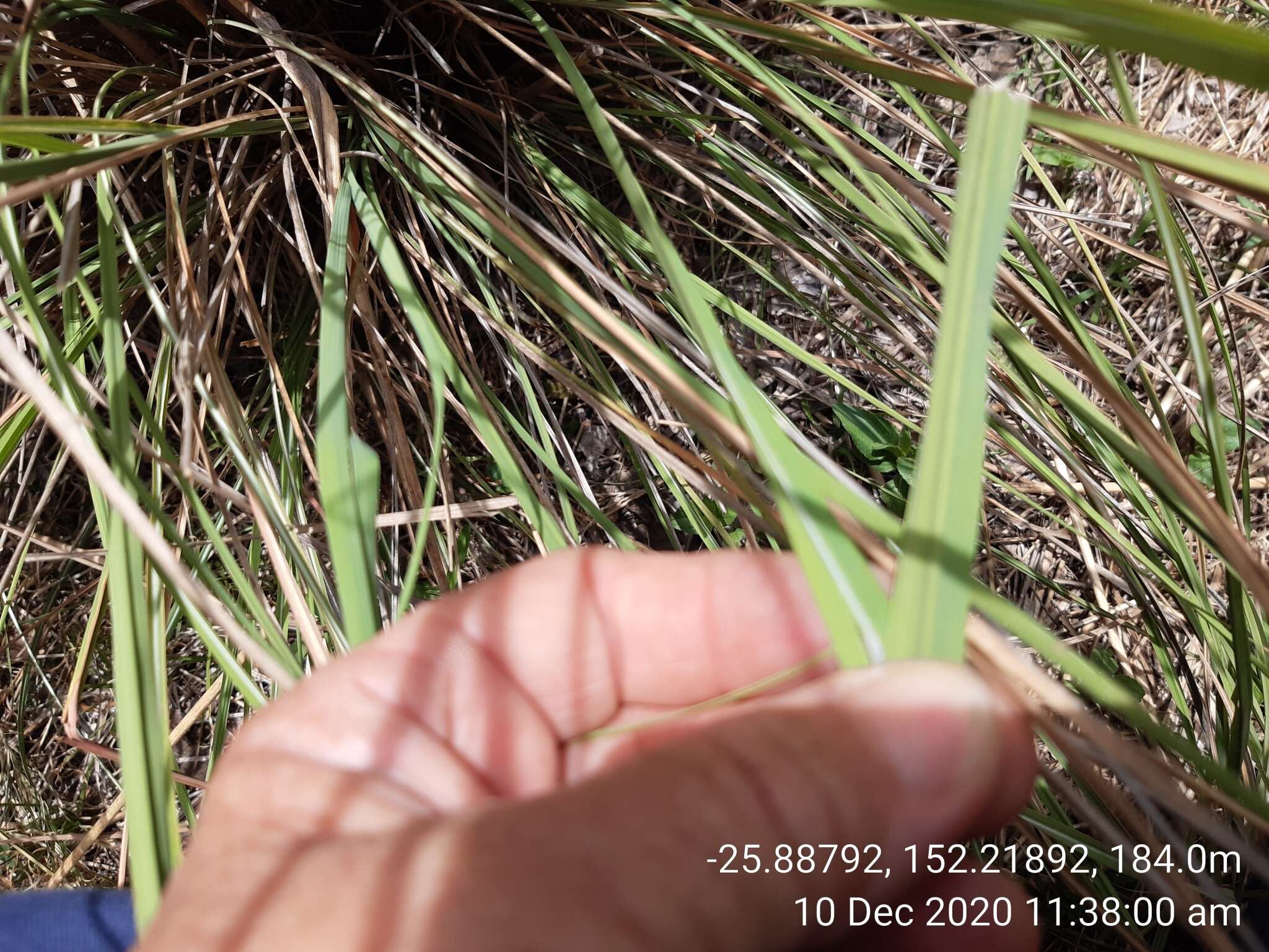 Plancia ëd Themeda avenacea (F. Muell.) T. Durand & B. D. Jacks.