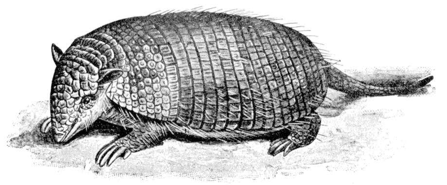 Image of Euphractus Wagler 1830