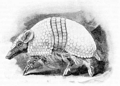 Image of Brazilian Three-banded Armadillo