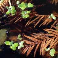 Image of least duckweed