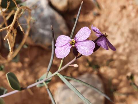 Image of Moricandia suffruticosa (Desf.) Coss. & Durieu