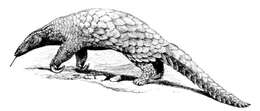 Image of Giant ground pangolin