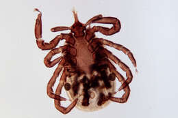 Image of Ixodes ricinus (Linnaeus 1758)