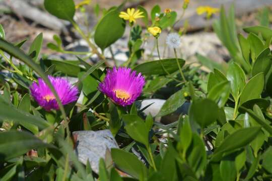 Image of Carpobrotus glaucescens (Haw.) Schwant.