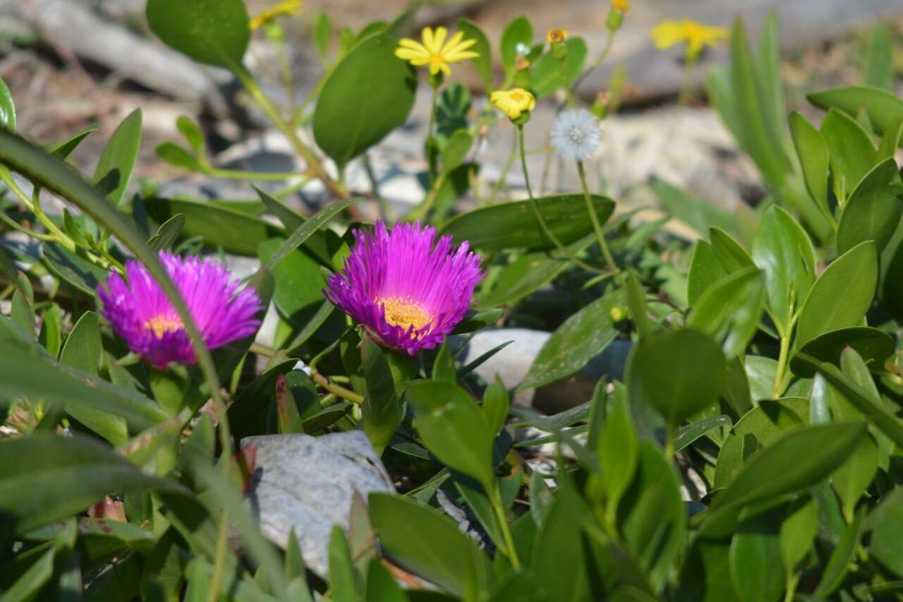 Imagem de Carpobrotus glaucescens (Haw.) Schwant.