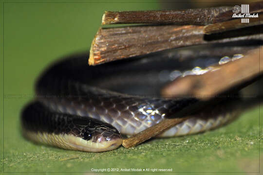 Image of Greater Black Krait