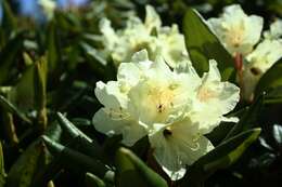 Image of Rhododendron aureum Georgi