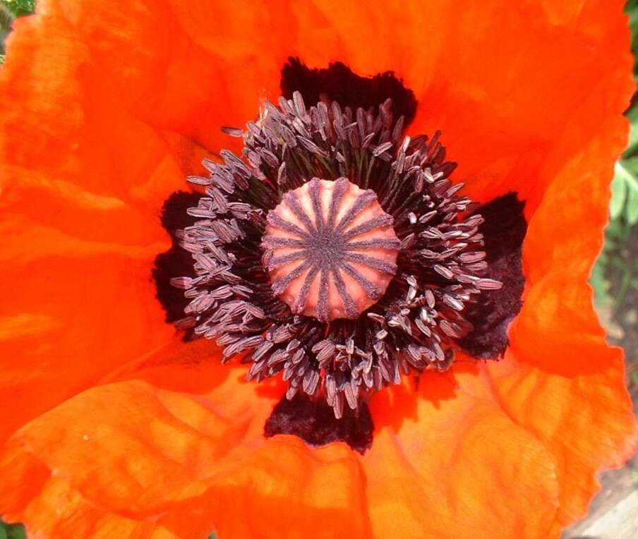 Image of Oriental poppy