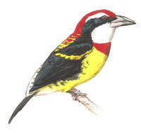 Image of Scarlet-banded Barbet