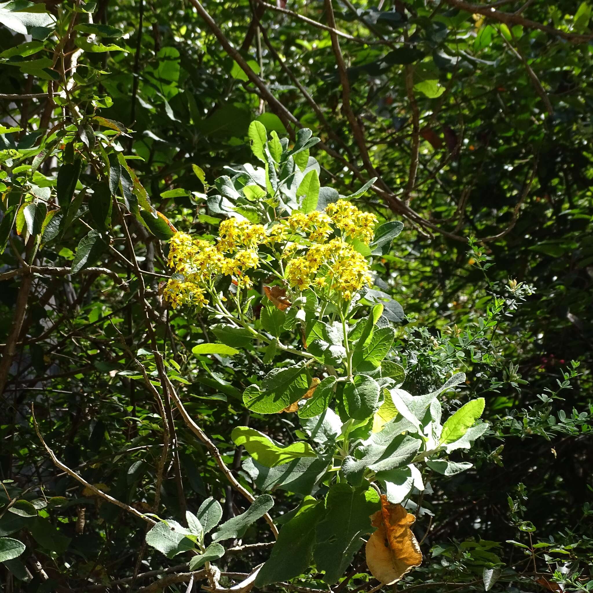 Plancia ëd Acrisione denticulata (Hook. & Arn.) B. Nord.