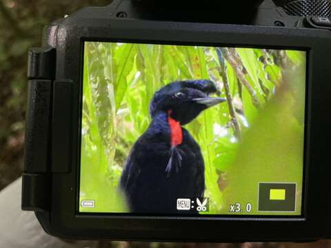 Image of Bare-necked Umbrellabird