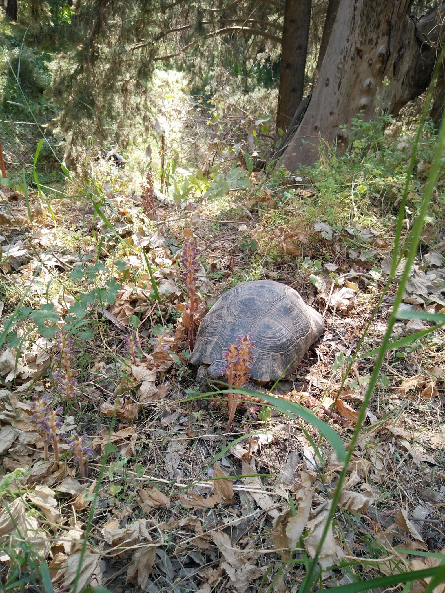 Image of Marginated Tortoise