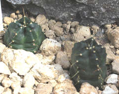 Image of Echinocereus knippelianus Liebm.