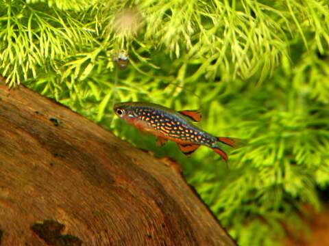 Image of Celestial Pearl Danio