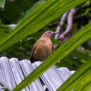 Image of Cocoa Thrush