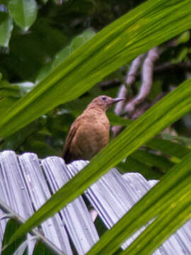 Image of Cocoa Thrush