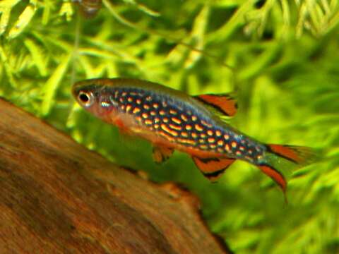 Image of Celestial Pearl Danio