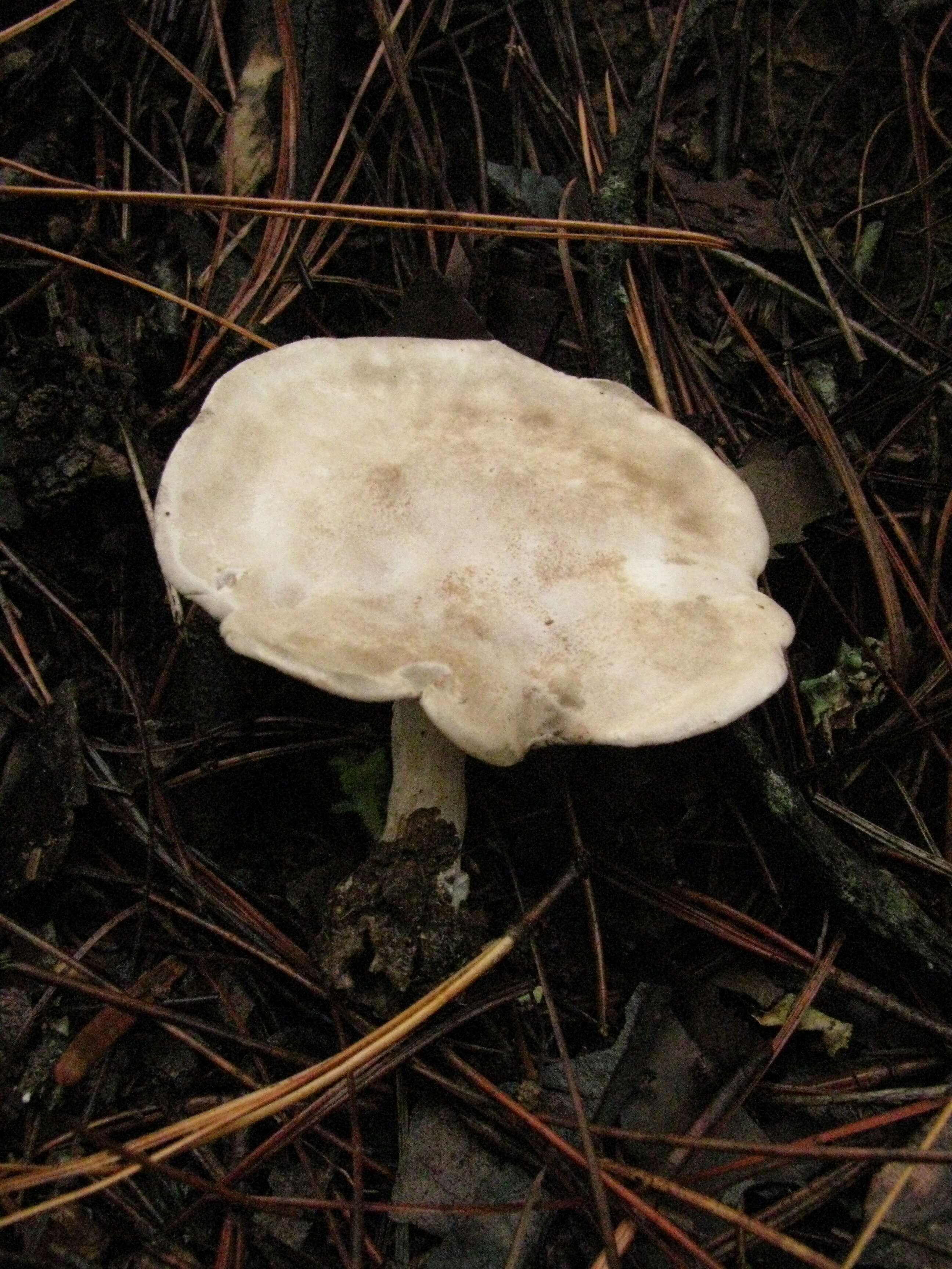 Image of Sweetbread mushroom