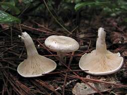 Image of Sweetbread mushroom