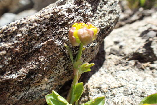 Image of Eschscholtz's buttercup