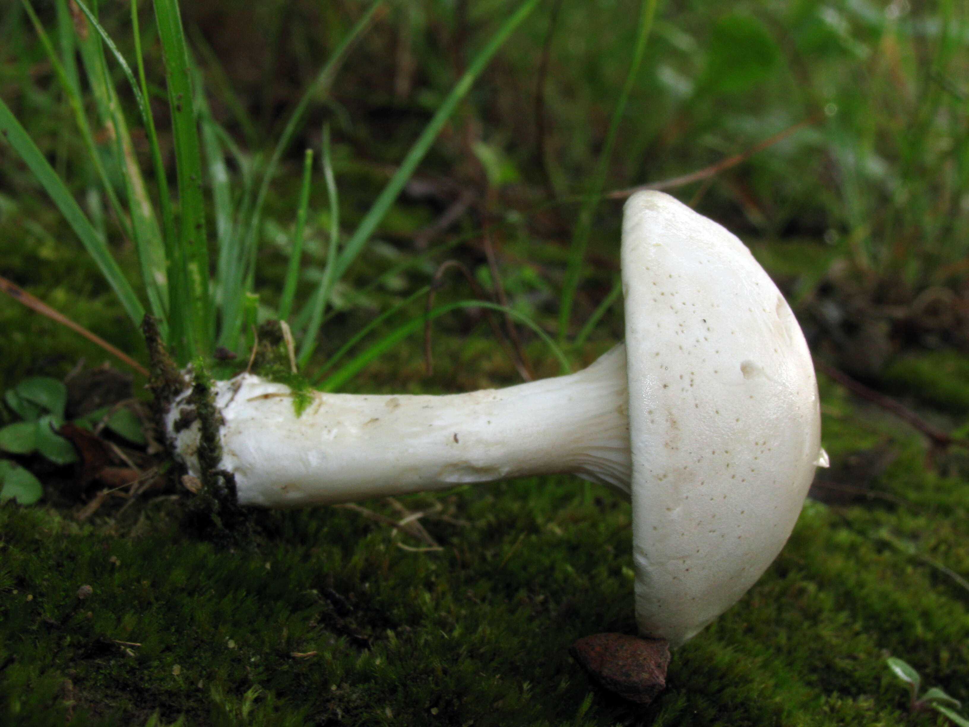 Image of Sweetbread mushroom