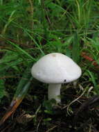 Image of Sweetbread mushroom