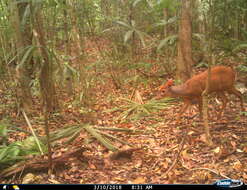 Image of Central American Red Brocket Deer