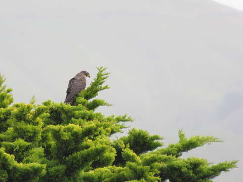 Image of New Zealand Falcon