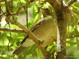 Image of White-throated Robin