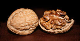 Image of Common walnut