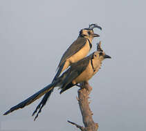 Image of Magpie-jay