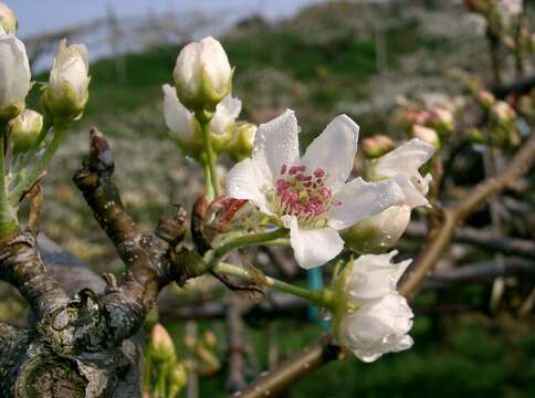 Plancia ëd Pyrus pyrifolia (Burm. fil.) Nakai