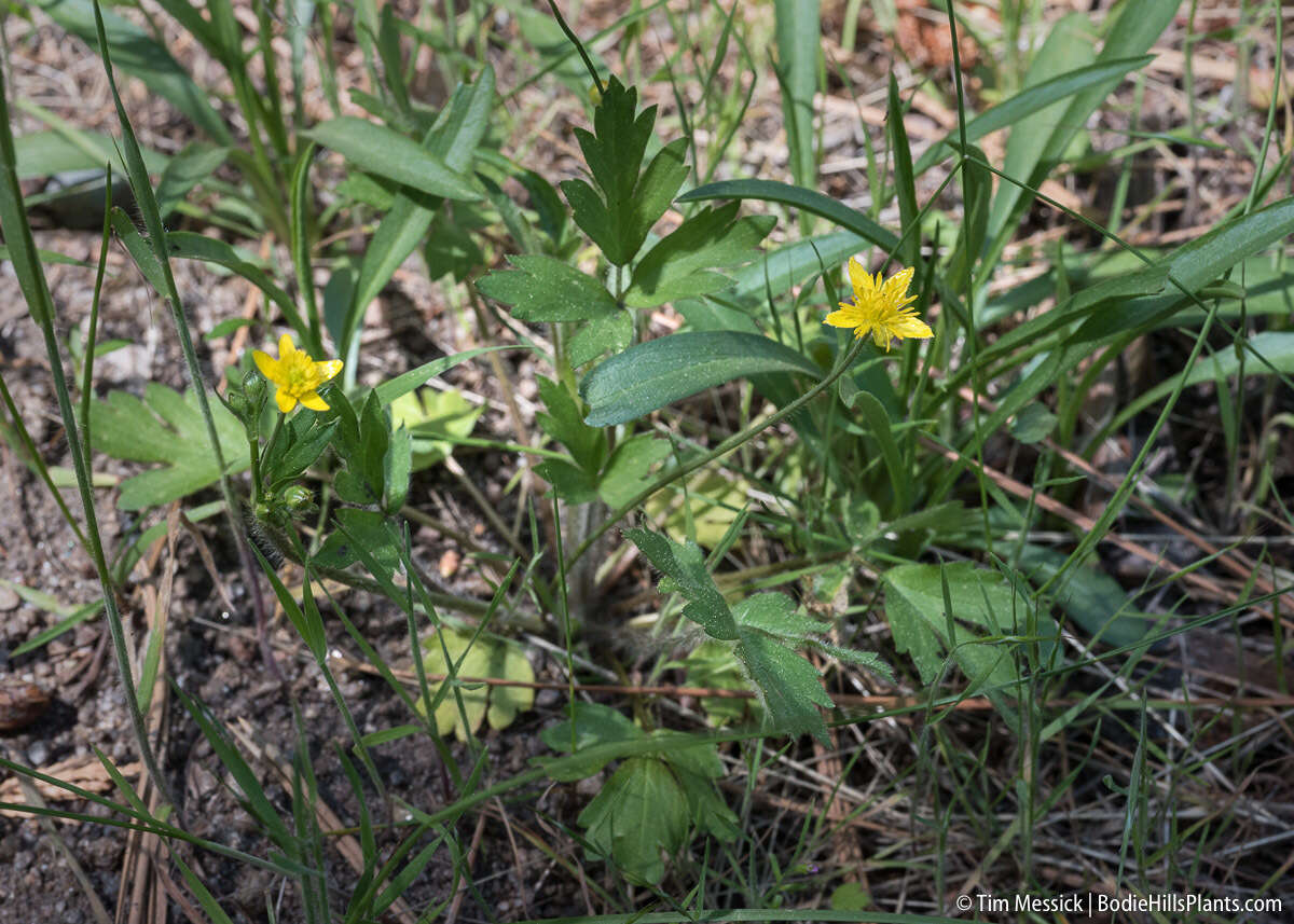 Imagem de Ranunculus occidentalis Nutt.