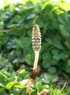 Image of field horsetail