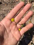 Image of Helenium aromaticum (Hook.) L. H. Bailey