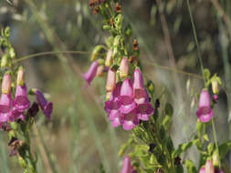 Imagem de Digitalis thapsi L.