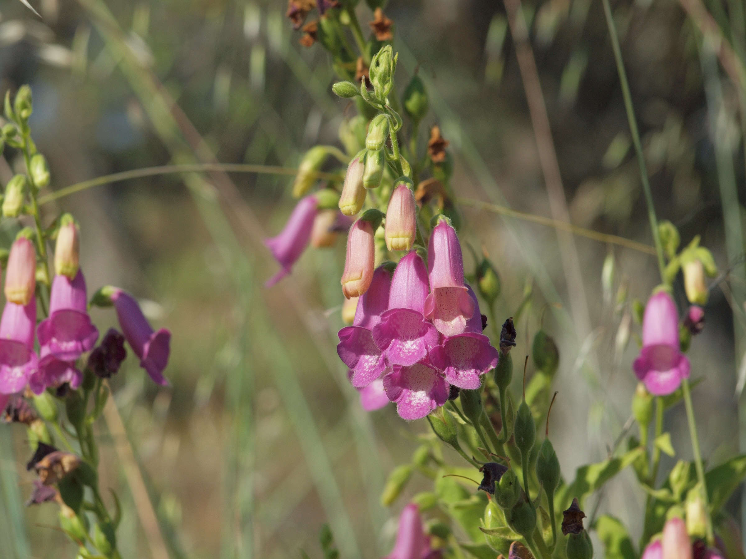 Image of Digitalis thapsi L.