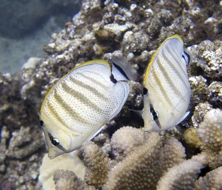 Image of Multiband Butterflyfish