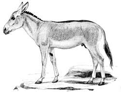 صورة Equus hemionus onager Boddaert 1785