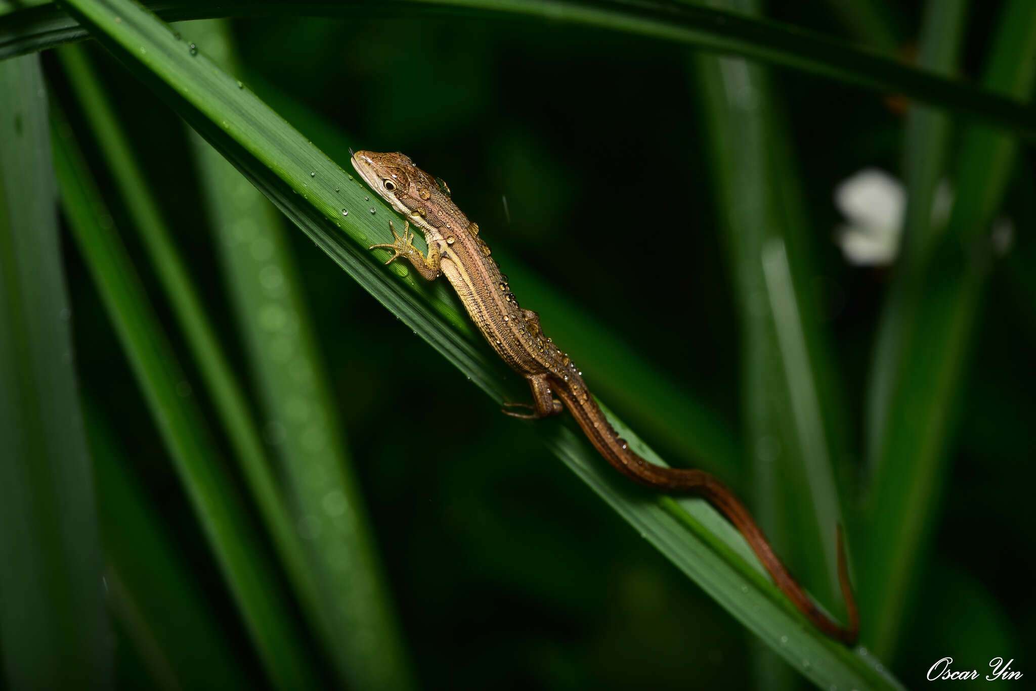 Image of Kuhne’s Grass Lizard