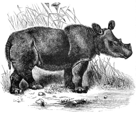 Image of Hairy Rhinoceros