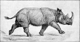 Image of Sumatran Rhinoceros